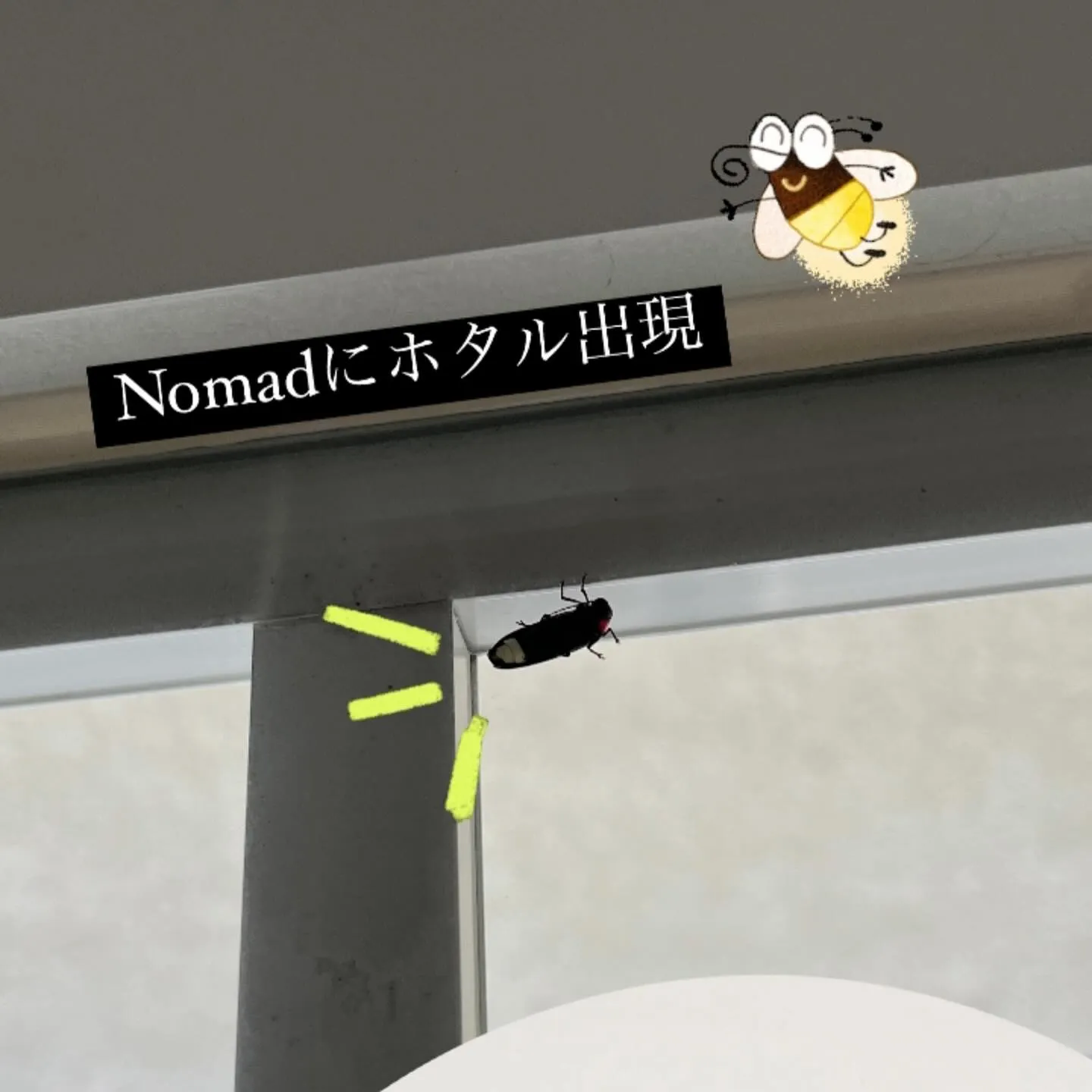 Nomadにホタルがやってきた！