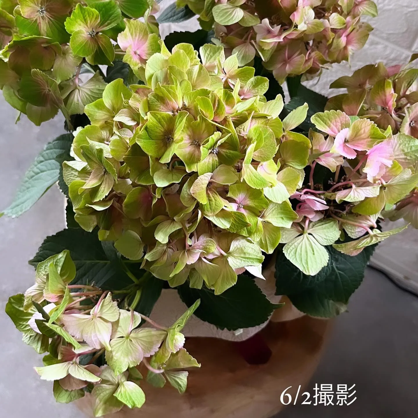 Nomad Flower 紫陽花 6/2(日)